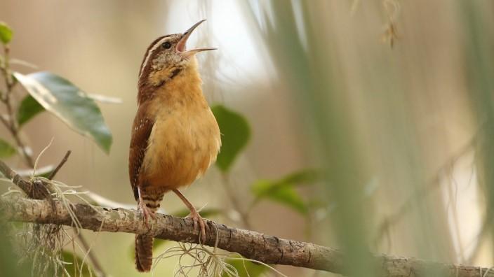 A brown songbird sings while sitting on a branch