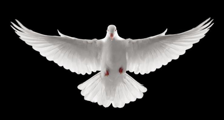 white dove with wings outstretched on a black background